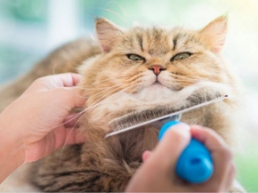 Picture for category Grooming Supplies